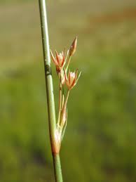 Attēlu rezultāti vaicājumam “Juncus filiformis”