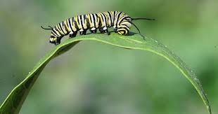 Image result for monarch caterpillar