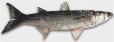 Image result for Chelon ramada