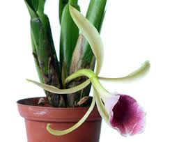 Attēlu rezultāti vaicājumam “Trichia contorta sessile”