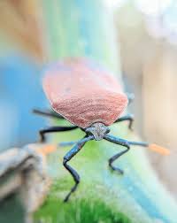 Attēlu rezultāti vaicājumam “Chlorochroa juniperina”