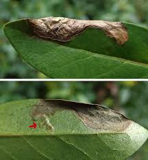 Attēlu rezultāti vaicājumam “Gracillaria syringella larva”