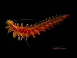 Attēlu rezultāti vaicājumam “Amaurochaete sp.”