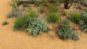 Attēlu rezultāti vaicājumam “Sesleria caerulea bud”
