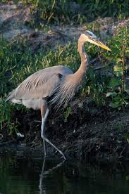 Image result for heron