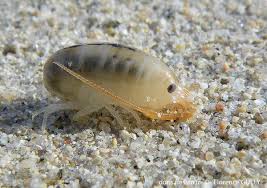 Attēlu rezultāti vaicājumam “Talitrus saltator”