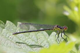 Attēlu rezultāti vaicājumam “Erythromma najas”