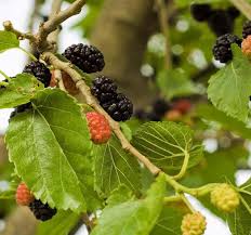 Attēlu rezultāti vaicājumam “Morus alba”