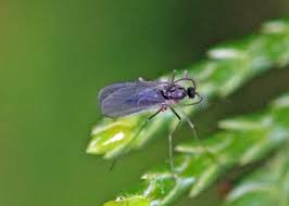 Attēlu rezultāti vaicājumam “Cecidomyiidae”