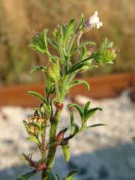 Attēlu rezultāti vaicājumam “Microrrhinum minus”