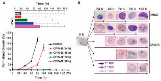 Attēlu rezultāti vaicājumam “Enteridium variabile plasmodium”