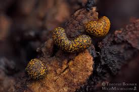 Attēlu rezultāti vaicājumam “Physarum bitectum macro”