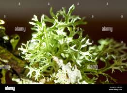 Attēlu rezultāti vaicājumam “Physcia tenella”