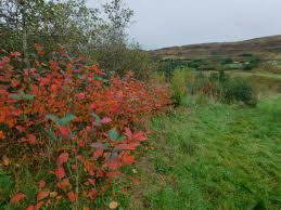 Attēlu rezultāti vaicājumam “Aronia melanocarpa leaf”