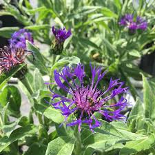 Attēlu rezultāti vaicājumam “Centaurea”