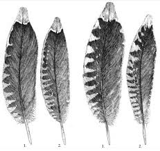 Attēlu rezultāti vaicājumam “Scolopax rusticola juvenile”