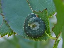 Attēlu rezultāti vaicājumam “Allantus cinctus”