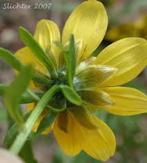 Attēlu rezultāti vaicājumam “Bidens cernua flower”