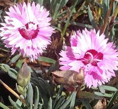 Attēlu rezultāti vaicājumam “Dianthus arenarius”