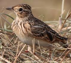 Attēlu rezultāti vaicājumam “Alauda arvensis adult”