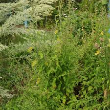 Attēlu rezultāti vaicājumam “Chenopodium polyspermum var. acutifolium flower”