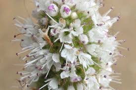 Image result for Menta x piperita