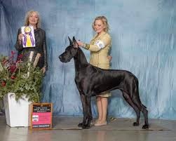 Image result for Great Dane Handball Club, Wapping, London