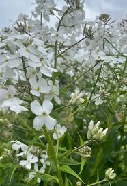 Image result for Hesperis matronalis