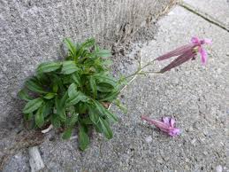 Image result for Silene schafta