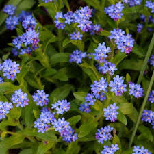 Attēlu rezultāti vaicājumam “Myosotis”