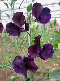 Image result for Lathyrus odoratus
