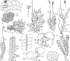 Attēlu rezultāti vaicājumam “Cephalozia bicuspidata sporophyte”