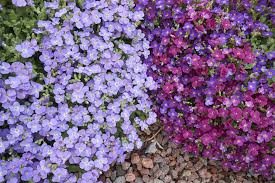 Image result for Aubrieta hybrida (cultorum)