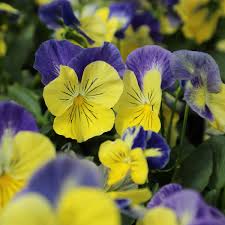 Image result for Viola wittrockiana