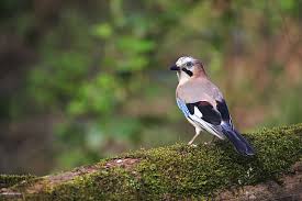 Attēlu rezultāti vaicājumam “Garrulus glandarius adult”