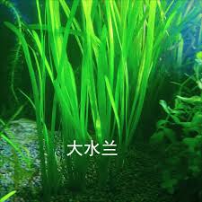 「水蘭」的圖片搜尋結果