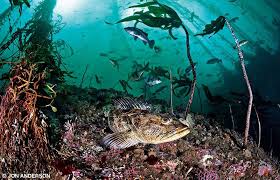 Image result for Seabug Divers