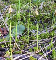 Attēlu rezultāti vaicājumam “Carex chordorrhiza leaf”
