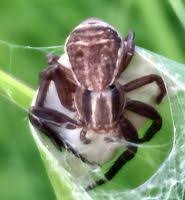 Attēlu rezultāti vaicājumam “Xysticus ulmi adult”