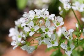Attēlu rezultāti vaicājumam “Cardamine amara”