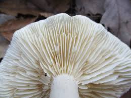 Attēlu rezultāti vaicājumam “Tricholoma album”