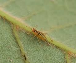 Attēlu rezultāti vaicājumam “Drepanosiphum platanoidis exuvia”