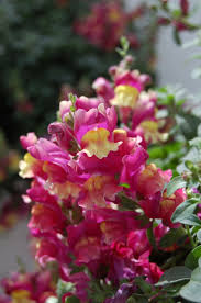 Image result for Antirrhinum majus