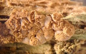 Attēlu rezultāti vaicājumam “Badhamiopsis macrospora spores”