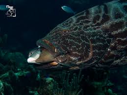 Image result for Mycteroperca interstitialis