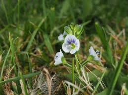 Attēlu rezultāti vaicājumam “Veronica serpyllifolia”
