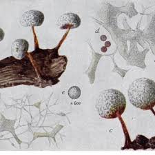 Attēlu rezultāti vaicājumam “Physarum gravidum stalked”