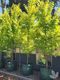 Attēlu rezultāti vaicājumam “Ulmus glabra fruit”