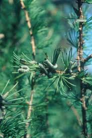 Attēlu rezultāti vaicājumam “Pristiphora maesta larva”