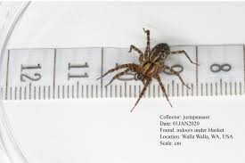 Attēlu rezultāti vaicājumam “Agelenidae”